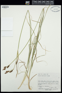 Carex raynoldsii image