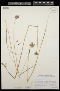 Dichelostemma congestum image