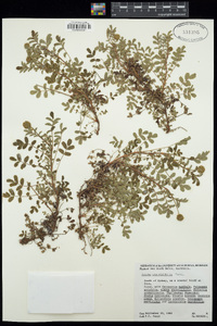 Acaena novae-zelandiae image