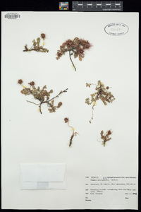 Image of Acaena microphylla