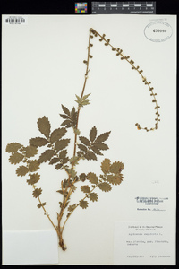 Agrimonia eupatoria image