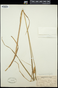 Carex vesicaria image