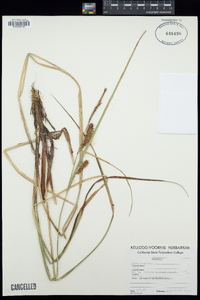 Carex vesicaria image