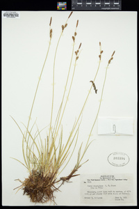 Image of Carex aboriginum