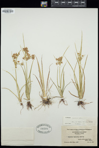 Cyperus dentatus image