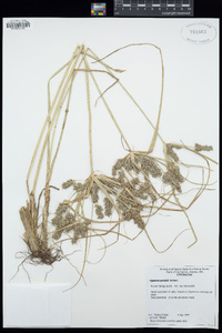 Cyperus parishii image