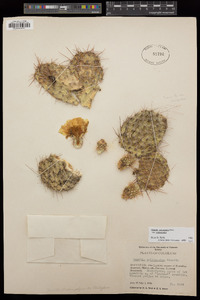 Opuntia polyacantha image