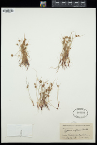 Cyperus squarrosus image