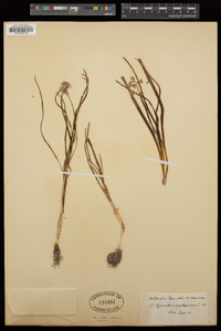 Image of Hyacinthus amethystinus