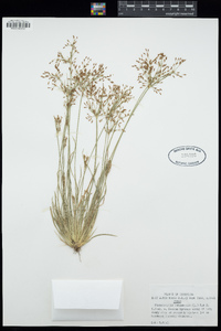 Fimbristylis autumnalis image