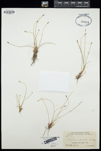 Eleocharis palustris image