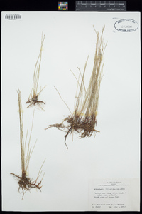 Eleocharis montevidensis image