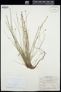 Eleocharis obtusa image