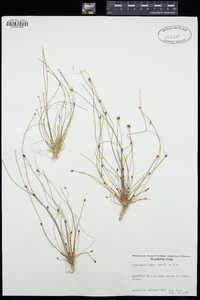 Eleocharis ovata image