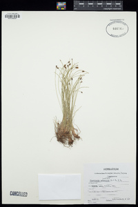 Eleocharis palustris image