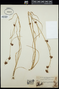 Rhynchospora capitellata image