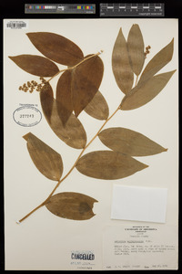 Maianthemum racemosum image