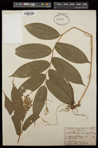 Maianthemum racemosum image