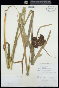 Scirpus atrovirens image