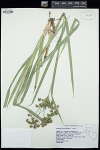 Scirpus microcarpus image