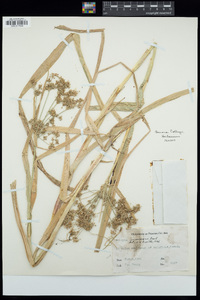 Scirpus microcarpus image