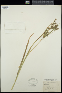 Scirpus microcarpus image