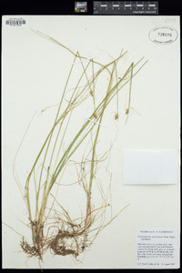 Schoenoplectus subterminalis image