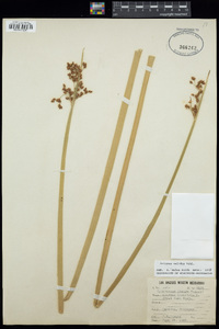 Scirpus lacustris image