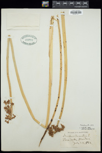 Scirpus lacustris image