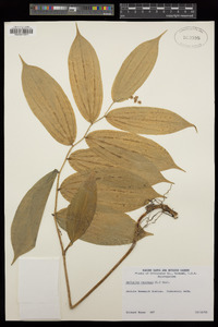 Maianthemum racemosum image