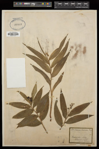 Maianthemum stellatum image