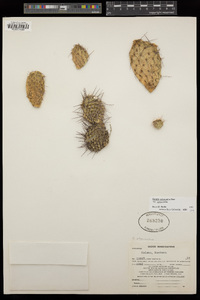 Opuntia polyacantha image