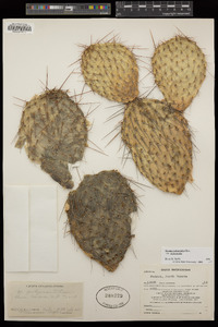 Opuntia polyacantha image