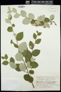 Image of Cotoneaster alaunicus