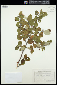 Cotoneaster integerrimus image