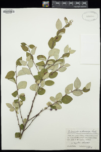 Cotoneaster melanocarpus image