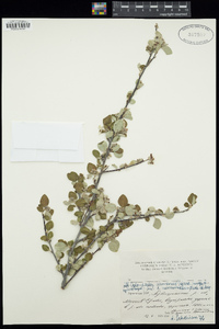 Image of Cotoneaster armenus