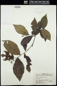 Image of Cotoneaster moupinensis