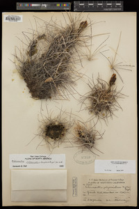 Sclerocactus polyancistrus image
