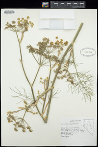 Foeniculum vulgare image