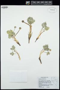 Cymopterus ripleyi image