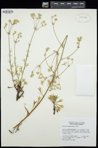 Image of Eryngium cuneifolium