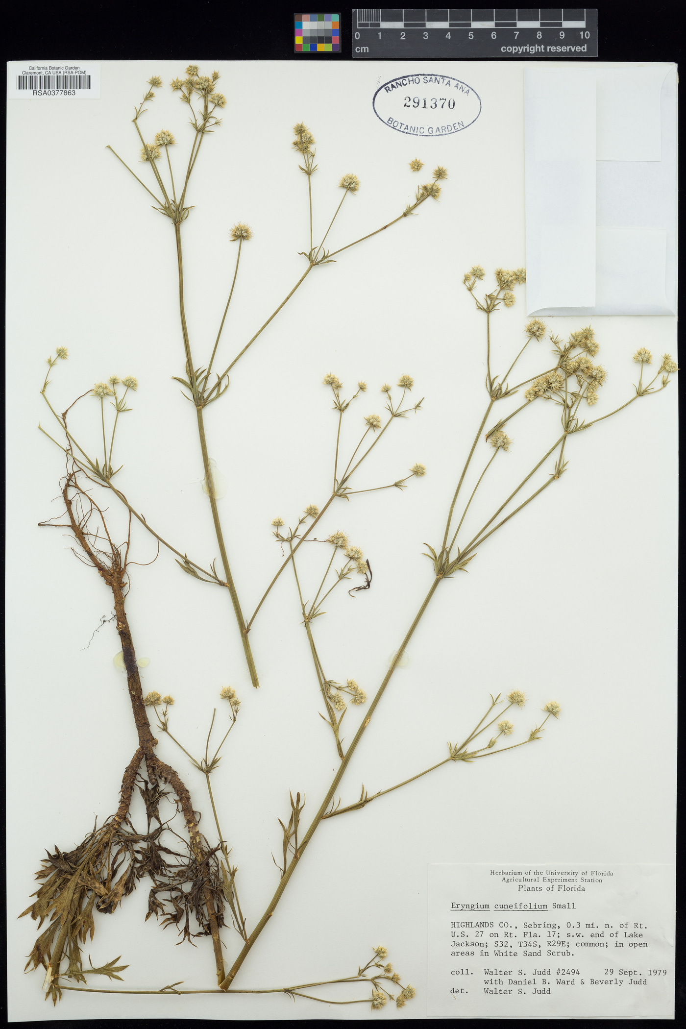 Eryngium cuneifolium image