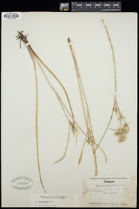 Eryngium petiolatum image