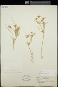 Eryngium petiolatum image