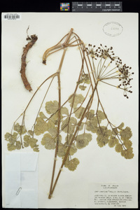 Lomatium howellii image