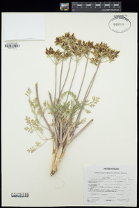 Lomatium macrocarpum image