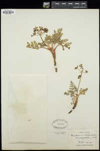 Lomatium martindalei image