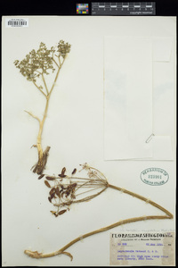 Lomatium cuspidatum image