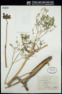 Lomatium dissectum image